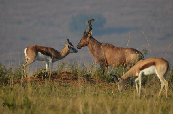 Hartebeest & Springbok 