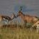 Hartebeest & Springbok 
