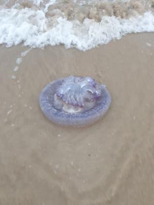 Jellyfish washed in