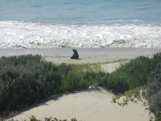 Seal looking around