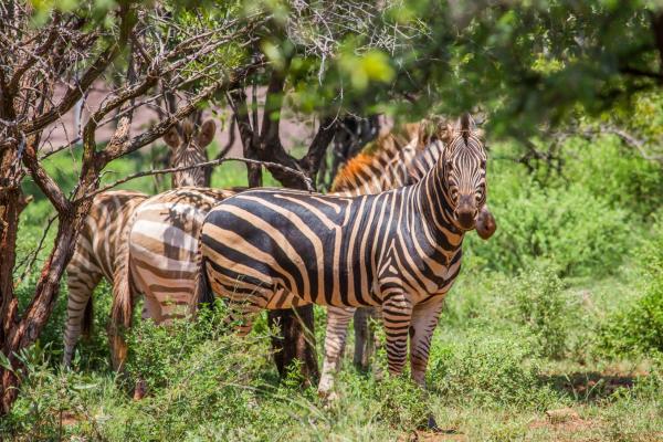 Zwartkloof Private Game Reserve - 151822