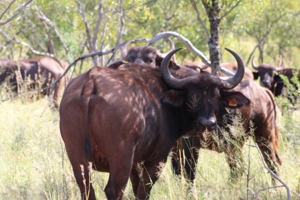 Zwartkloof Private Game Reserve - 151832