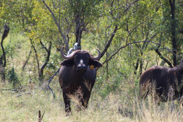 Zwartkloof Private Game Reserve - 151834