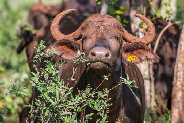 Zwartkloof Private Game Reserve - 151852