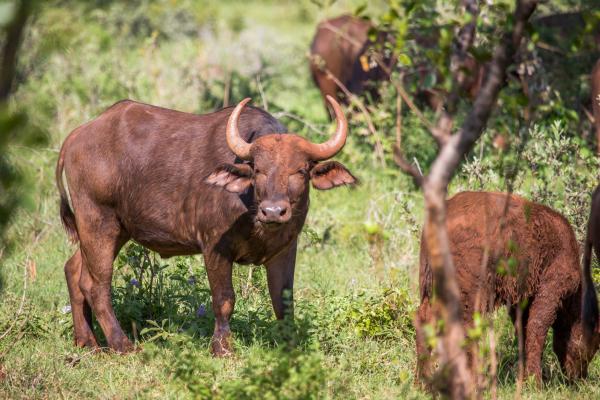 Zwartkloof Private Game Reserve - 151866