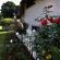 Sibsons House - 152258 Sibsons House - 152258