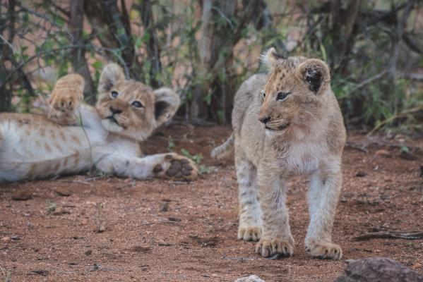 Ku Sungula Safari Lodge - 155566