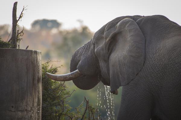 Ku Sungula Safari Lodge - 155569