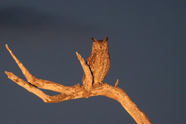 Ku Sungula Safari Lodge - 155570