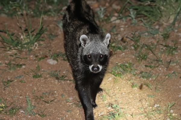 Ku Sungula Safari Lodge - 155571