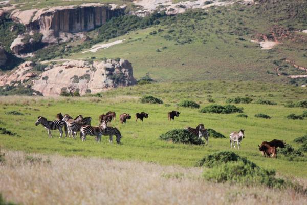 Thaba Thabo Nature Reserve - 157391