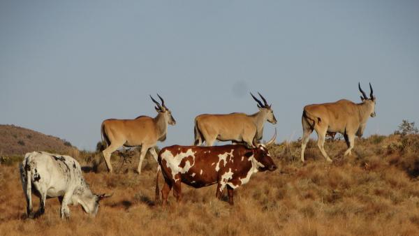 Thaba Thabo Nature Reserve - 157392