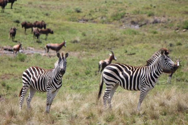 Thaba Thabo Nature Reserve - 157395