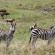 Thaba Thabo Nature Reserve - 157395