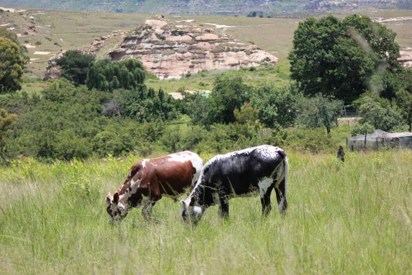 Thaba Thabo Nature Reserve - 157397