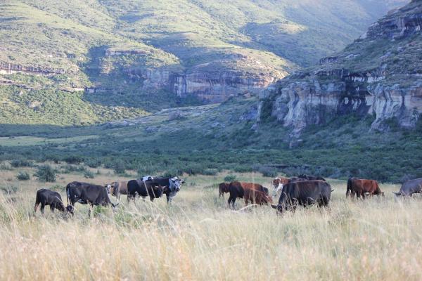 Thaba Thabo Nature Reserve - 157400
