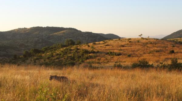 Bakubung Bush Lodge - 157498