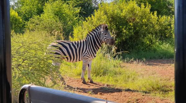 Bakubung Bush Lodge - 157510