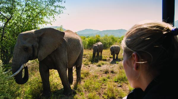 Bakubung Bush Lodge - 157514