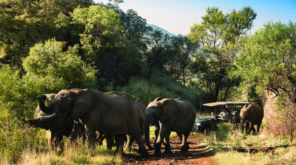 Kwa Maritane Bush Lodge - 157608