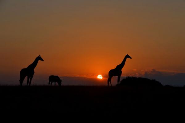 Addo Bush Palace Private Reserve - 157761