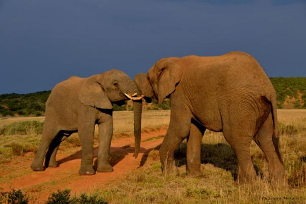 Addo Bush Palace Private Reserve - 157763