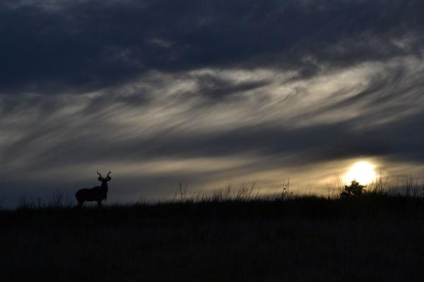 Addo Bush Palace Private Reserve - 157764