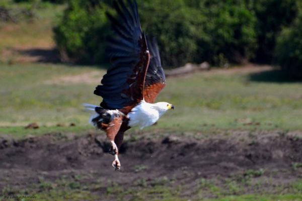 Addo Bush Palace Private Reserve - 157765