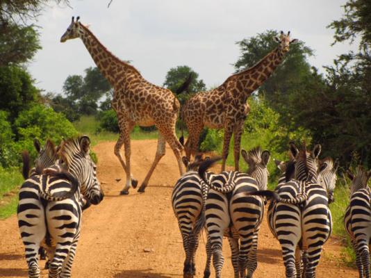 Addo Bush Palace Private Reserve - 157770