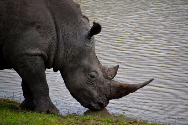 Addo Bush Palace Private Reserve - 157773