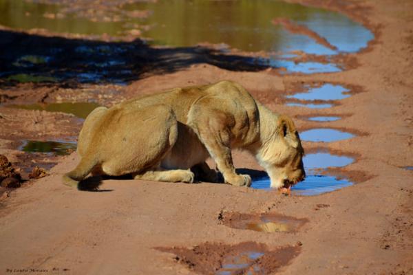 Addo Bush Palace Private Reserve - 157776