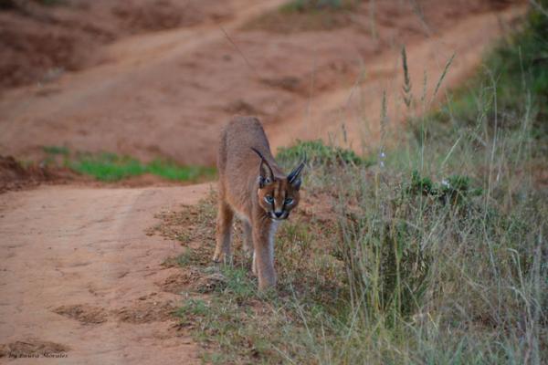 Addo Bush Palace Private Reserve - 157778