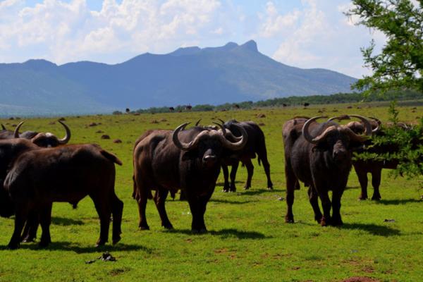 Addo Bush Palace Private Reserve - 157782