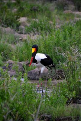 Addo Bush Palace Private Reserve - 157783