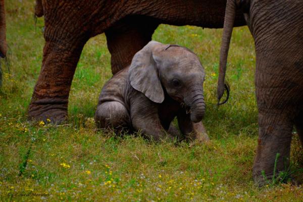 Addo Bush Palace Private Reserve - 157786