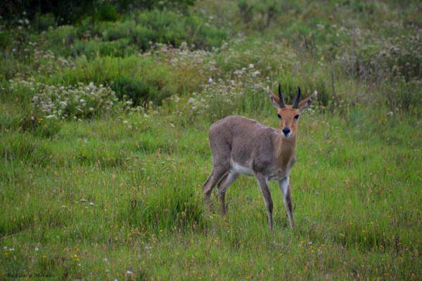 Addo Bush Palace Private Reserve - 157792