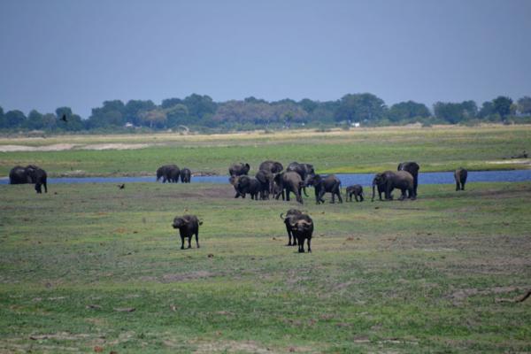 Addo Bush Palace Private Reserve - 157793