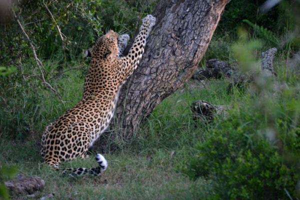 Addo Bush Palace Private Reserve - 157794