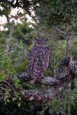 Addo Bush Palace Private Reserve - 157795