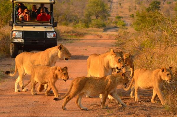 Hoyo Hoyo Safari Lodge - 157806