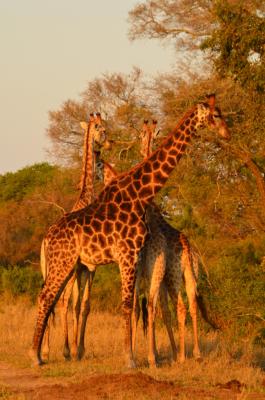 Hoyo Hoyo Safari Lodge - 157807