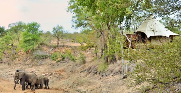 Hamiltons Tented Camp - 157892