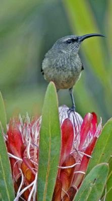 Cape Floral Heritage Site