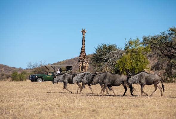 Mabula Private Game Reserve - 157993