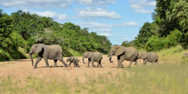 Imbali Safari Lodge - 158054