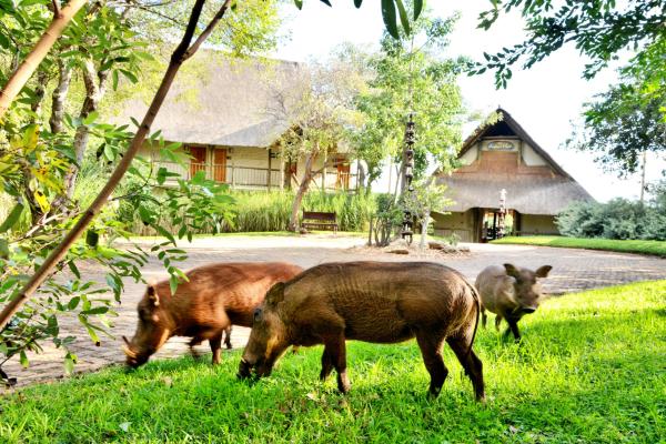 Victoria Falls Safari Club - 158232