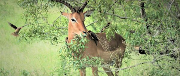 Lukimbi Safari Lodge - 158328