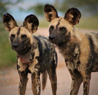 Lukimbi Safari Lodge - 158332