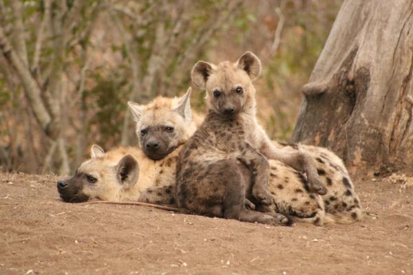 Lukimbi Safari Lodge - 158336