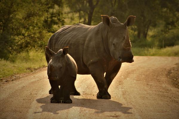 Lukimbi Safari Lodge - 158346